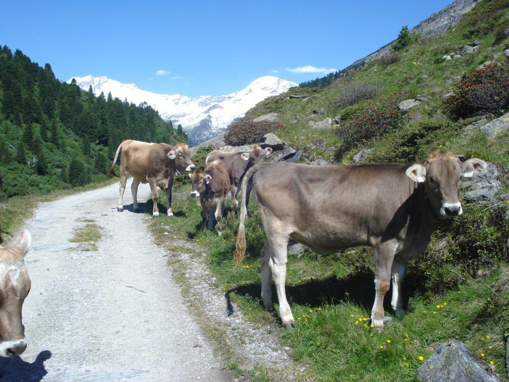 Gastehaus Rieser Hotel Ried im Zillertal Exterior photo